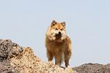 CHIEN FINNOIS DE LAPONIE 125